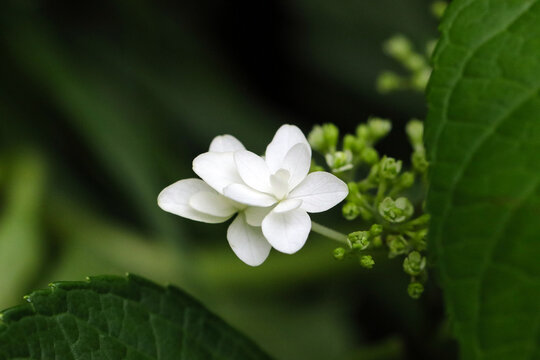 Japanese style Hydrangea "Hydrangea macrophylla f. normalis"  blooming in the woods