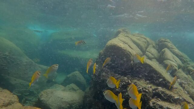 Under water film of heavy currents and tropical fish - with rolling waves just beneath the surface - Thailand - 4 k resolution