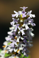Japanese herb "Juni-hitoe (Ajuga nipponensis) " flower style photo