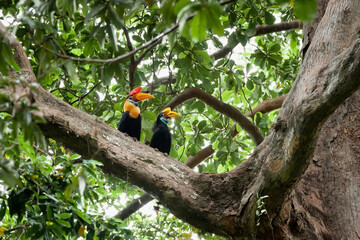 Hornbill couple in the rainforest of Sulawesi island, Indonesia