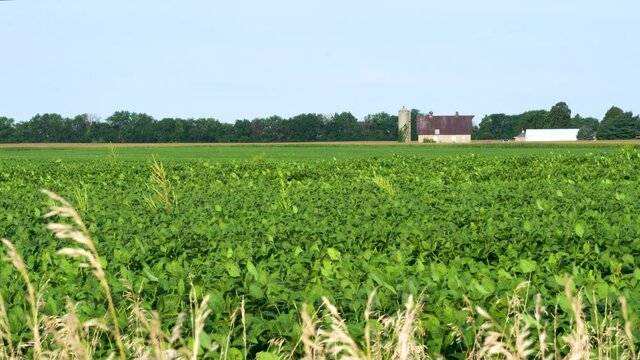 Green Bean Field with tree line and a farm in the background; full length view of a bean field in late summer with bright clear blue sky in late summer. 224
