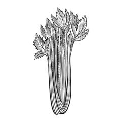 vector drawing celery isolated at white background, hand drawn illustration