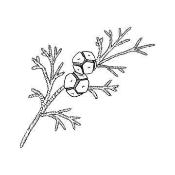 vector drawing branch of hinoki cypress , Chamaecyparis obtusa, isolated at white background, hand drawn illustration
