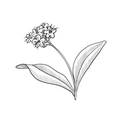 vector drawing plant of nard, Nardostachys jatamansi isolated at white background, hand drawn illustration