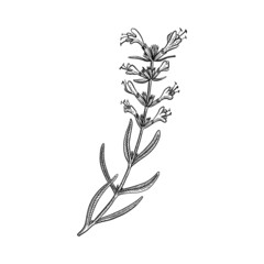vector drawing plant of hyssop, Hyssopus officinalis, wild herb isolated at white background, hand drawn illustration