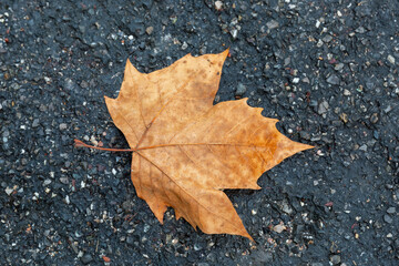 dry maple leaf on black asphalt