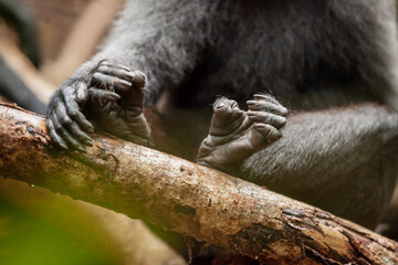 Obraz premium Close-up of legs and arms of Crested black macaque, Tangkoko National Park, Indonesia