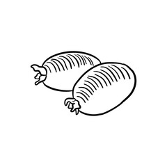 feijoa, vector drawing sketch of fruit isolated at white background, hand drawn illustration