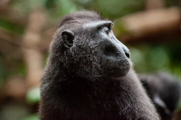 Obraz premium Profile of Crested black macaque, Tangkoko National Park, Indonesia