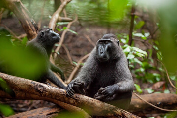 Fototapeta premium Crested black macaque sitting in the foliage with its eyes closed, Tangkoko National Park, Indonesia