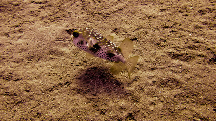 coral reef with fish