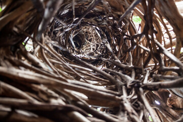 A tunnel made of woods, Tangkoko National Park, Indonesia