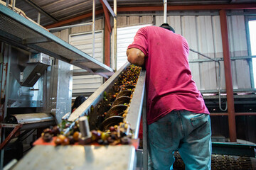 Man processing the coffee beans