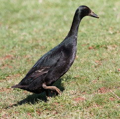 Anas platyrhynchos domesticus |  Coureur indien, canard d'ornement d'allure mince, allongé au plumage noir