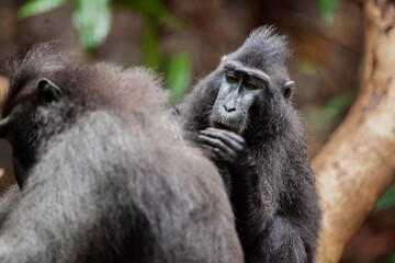 Celebes crested macaque looking for lice and fleas, Tangkoko National Park, Indonesia