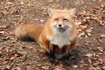 にっこりと笑顔でこちらを見るキツネ