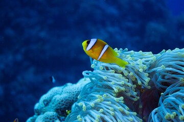The underwater life of the Red Sea