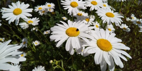Fototapeta premium daisies in a meadow