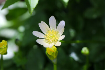 Small wildflower 