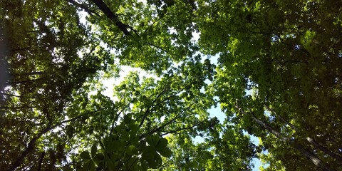 Fototapeta premium sun shining through the branches