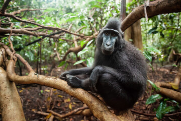 Sulawesi crested macaque sitting on a tree branch I its natural habitat - Tangkoko National Park, Indonesia