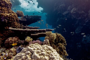 Naklejka na ściany i meble The underwater world of the Red Sea