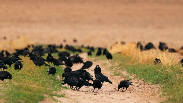 Corvus corax bird or common raven feeding in field