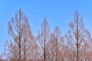 Fototapeta premium 冬空と枯木の情景 02