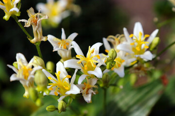 White Japanese native "Toad lily (Tricyrtis hirta)" called "Shugetsu" means of autumn moon. ホトトギスの白い花たち。