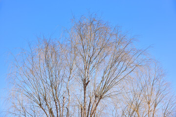 Fototapeta na wymiar 冬空と枯木の情景 01