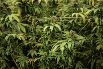Selective of indoor cannabis farm