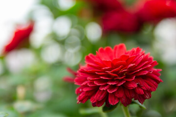 Red flowers in the garden