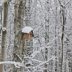 Birdhouse on a tree in a winter forest with snowy trees