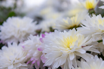Beautiful white flowers in the garden