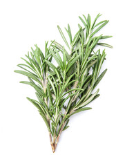 Rosemary herbal