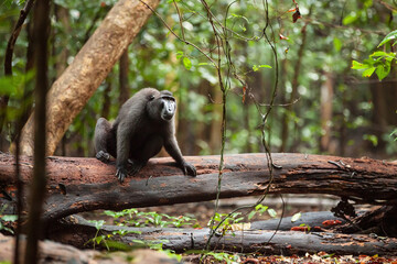 Endangered Sulawesi crested macaque is sitting on the large tree branch, Tangkoko National Park, Indonesia