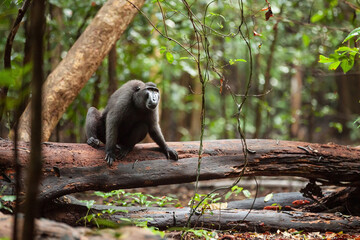 Obraz premium Endangered Sulawesi crested macaque is sitting on the large tree branch, Tangkoko National Park, Indonesia