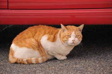 Fototapeta na wymiar cat under the car