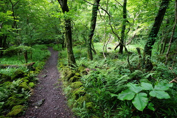 fern and old trees in the deep forest