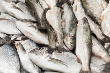Raw fresh silver fish on the counter. Healthy food and vitamins. Close-up.