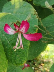 pink lily flower