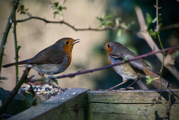 A Pair of Robin Redbreast Birds Feeding Together