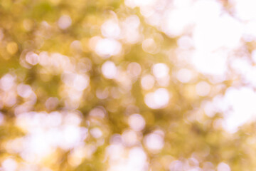 Obraz premium Abstract natural bokeh background, blurred bokeh