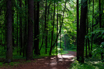 Green mixed forest park with hiking trail, walk in the fresh air