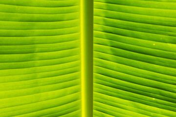 Closeup of banana leaf texture, green leaf background