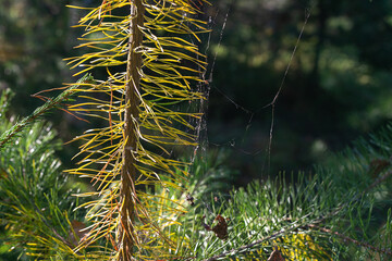 a fir branch in a spider's web, a spider's web on trees in September, the sun's rays on the branches