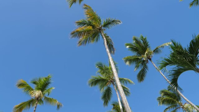 Coconut palm trees on blue sky background. Caribbean nature