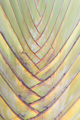Petiole pattern of Traveller's Palm