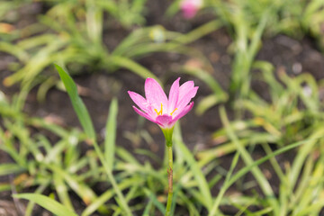Close up pink Amarylieaceae flower blossom (Zephyranthes)