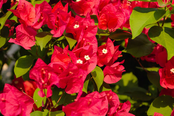 bougainvillea is a beautiful flower of coastal countries